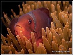 These spine cheek anemone fish never want to sit still fo... by Yves Antoniazzo 